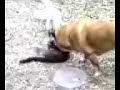 Dog grooms cat #2