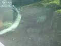 River Otters at Texas State Aquarium - Corpus Christi