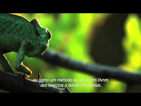 Camaleão - Legendado em português Um curto documentário sobre a espécie de camaleão que habita no Algarve. Este documentário está inserido na série documental sobre a