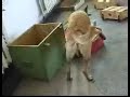 Igor
