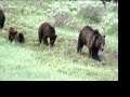 Grizzly Bears on Grand Teton wildlife photo safari
