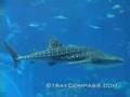 Okinawa, Japan 10: Ocean Expo Park and Churaumi Aquarium