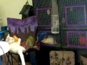 my kitty playing with the rats