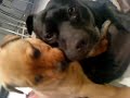 My Rottweiler X Staff Puppy Dino = Baddass Alpha Pup !! Biting CoCo's Face Haha 07/05/10 Dont Forget To Check My Other Vids =]
