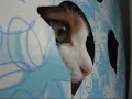 舌をしまい忘れる猫 - Funny Cat