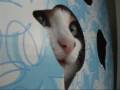 舌をしまい忘れる猫 - Funny Cat