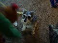 Christmas Singing Pup
