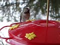 Hummingbird close encounter