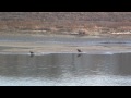 Bald Eagles, foraging. Белоголовый орлан (polozov 168)