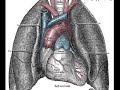 Duchenne\