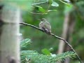 Calliope Hummingbird Calliope Hummingbird