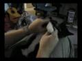 Kitten covers AVGN