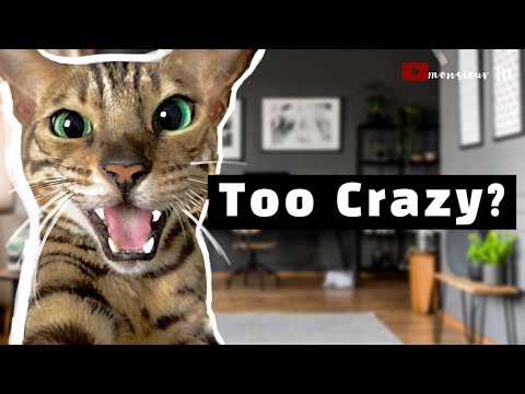 I Raised My Bengal Cat In A Tiny Apartment | Do I Recommend It?