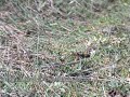 De spinnendoder (Psammocharus fuscus)