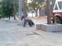 Noir y sus andanzas