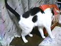 Cat Fight