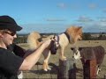 かわいい犬動画