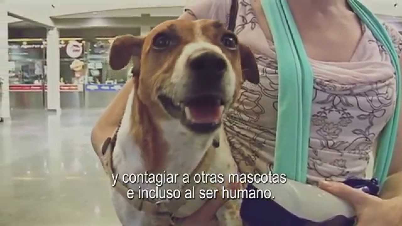 Viajar con tu mascota