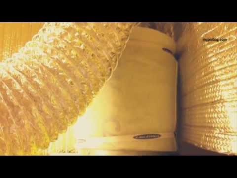 how to eliminate turtle odor