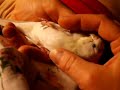 A Very Tame Budgie