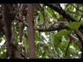 AVES Y HUMMINGBIRDS DEL PERU