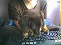 Raz jeszcze najcudniejszy jamnik świata :)