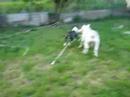 chessy and roucky bull terrier
