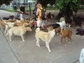 More Dogs More Dogs
