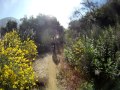 Approaching Lower Brown Mtn, used to be fireroad, its now singletrack - 