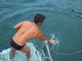 Barracuda Feeding on water surface with bare hand