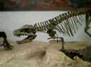 Ride the Dino