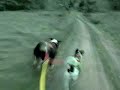 Sunset run with the pups.  Pepper is naughty sometimes and will try to grab Snoopy by the neck as we run. This was one of those times. Notice at around 35  seconds they get so revved on each other they jump off into the ditch. A clear demonstration of the 3 second rule in bikejoring; You have just 3 seconds in most crash situaions, to avoid disaster. So stay focused. And have fun!