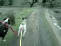 Bikejoring - Sometimes Naughty Dogs Bikejor