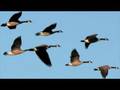 Something Told The Wild Geese