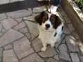 Fuji F30 complete video test