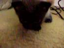 ah mais felinos   ! ;  