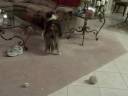 Sheltie  Shenanigans