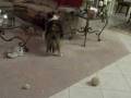 Sheltie-Shenanigans
