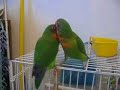 My lovebirds