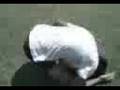 videos de Jethro Nag-iinaso sa Lawn