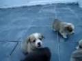 View Video