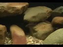 150 gallon fish tank 150 gallon fish tank