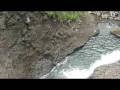 videos de Waitakeries Tramp 08 2