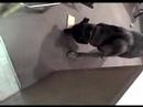 Dog Letter Opener - Bloopers