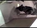 Dog Letter Opener - Bloopers