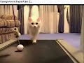 Ok Go - Treadmill LOLCatz