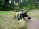 Golf Cart Racer Runs Himself Over - fail, golf, golf cart, idiot, race, funny