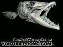 baracuda 72 - Fishguts - Knucklebone