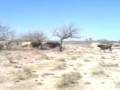 videos de en las trancas