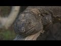 euronews science - Giant lizard breeding programme halts species' decline